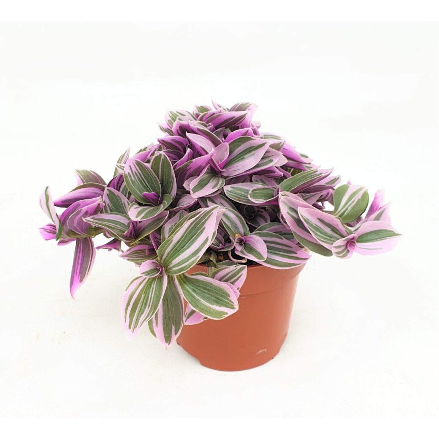 Tradescantia Sweetness