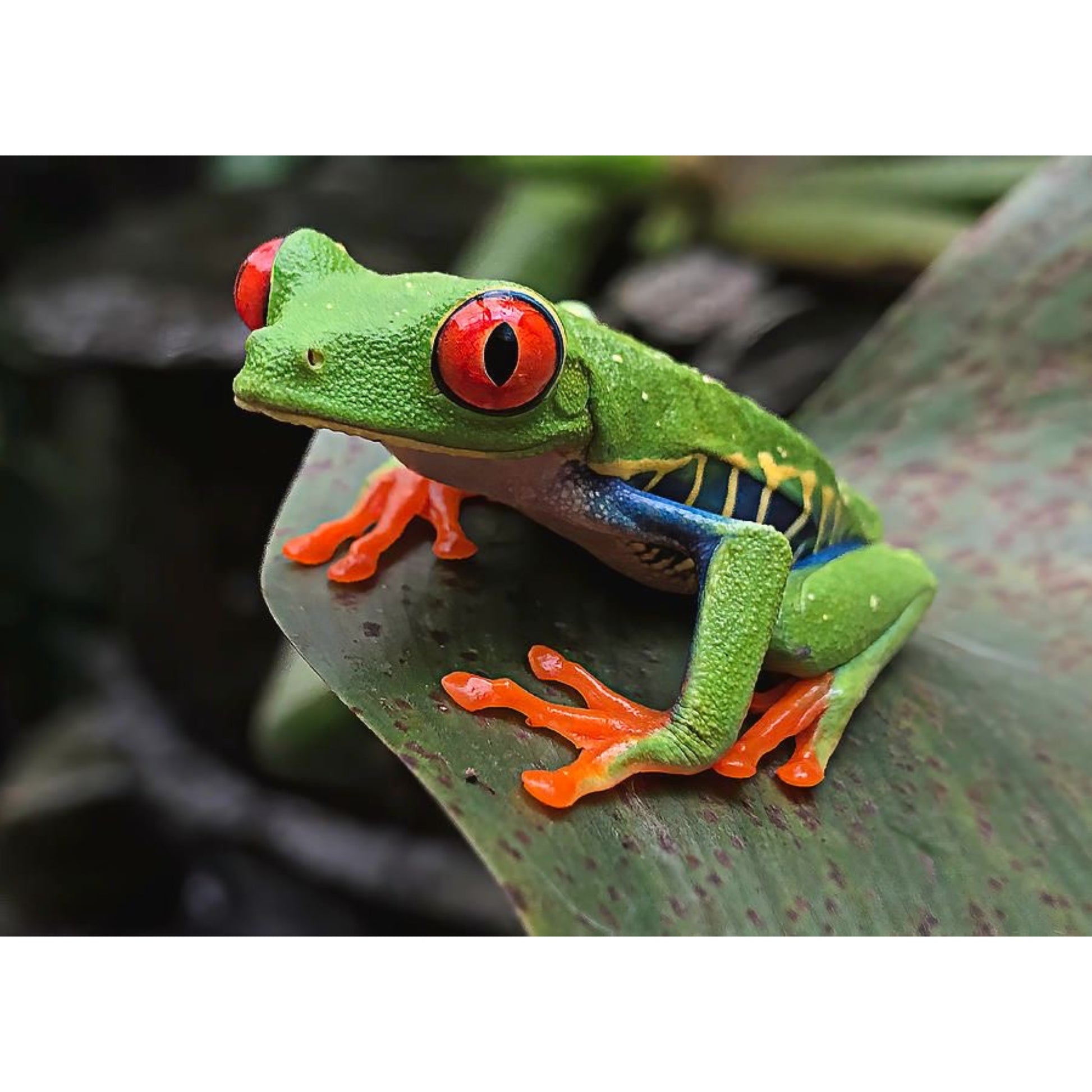 Raganella dagli Occhi Rossi (Agalychnis callidryas) - Guida per l'Allevamento | Animal Instinct