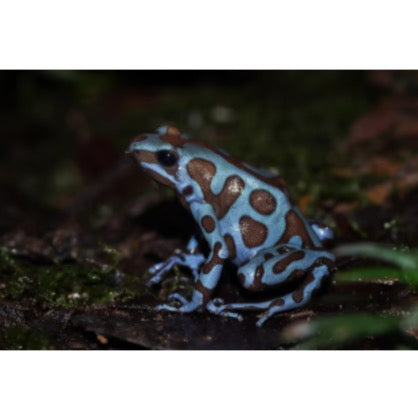 Dendrobates Auratus Superblue in Vendita - Animal Instinct