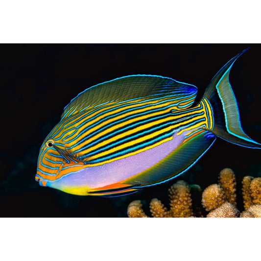 Acanthurus lineatus