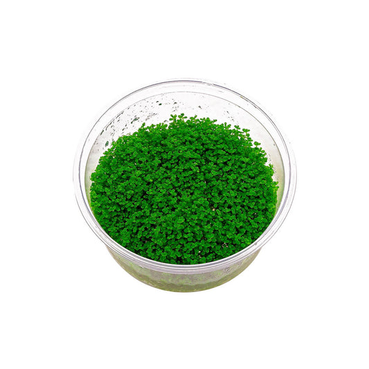 Hemianthus Callitrichoides Cuba in vitro
