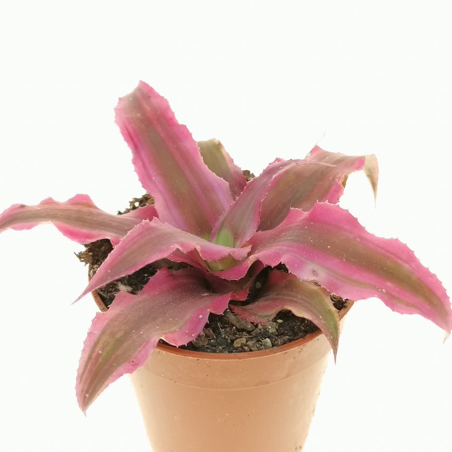 Cryptanthus bivittatus 'Ruby'