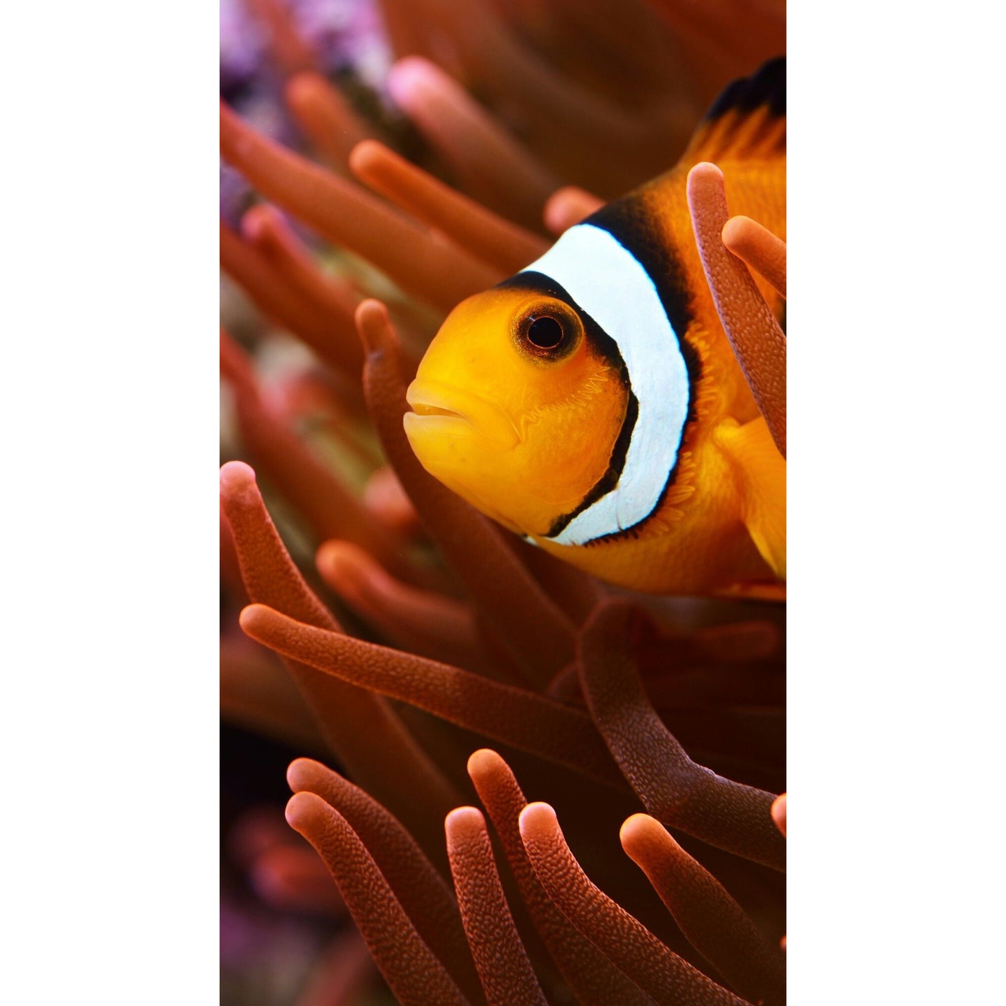 Amphiprion ocellaris