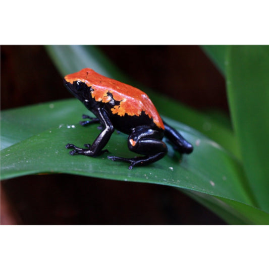 Adelphobates Galactonotus - Guida all'Allevamento della Rana Freccia | Animal Instinct