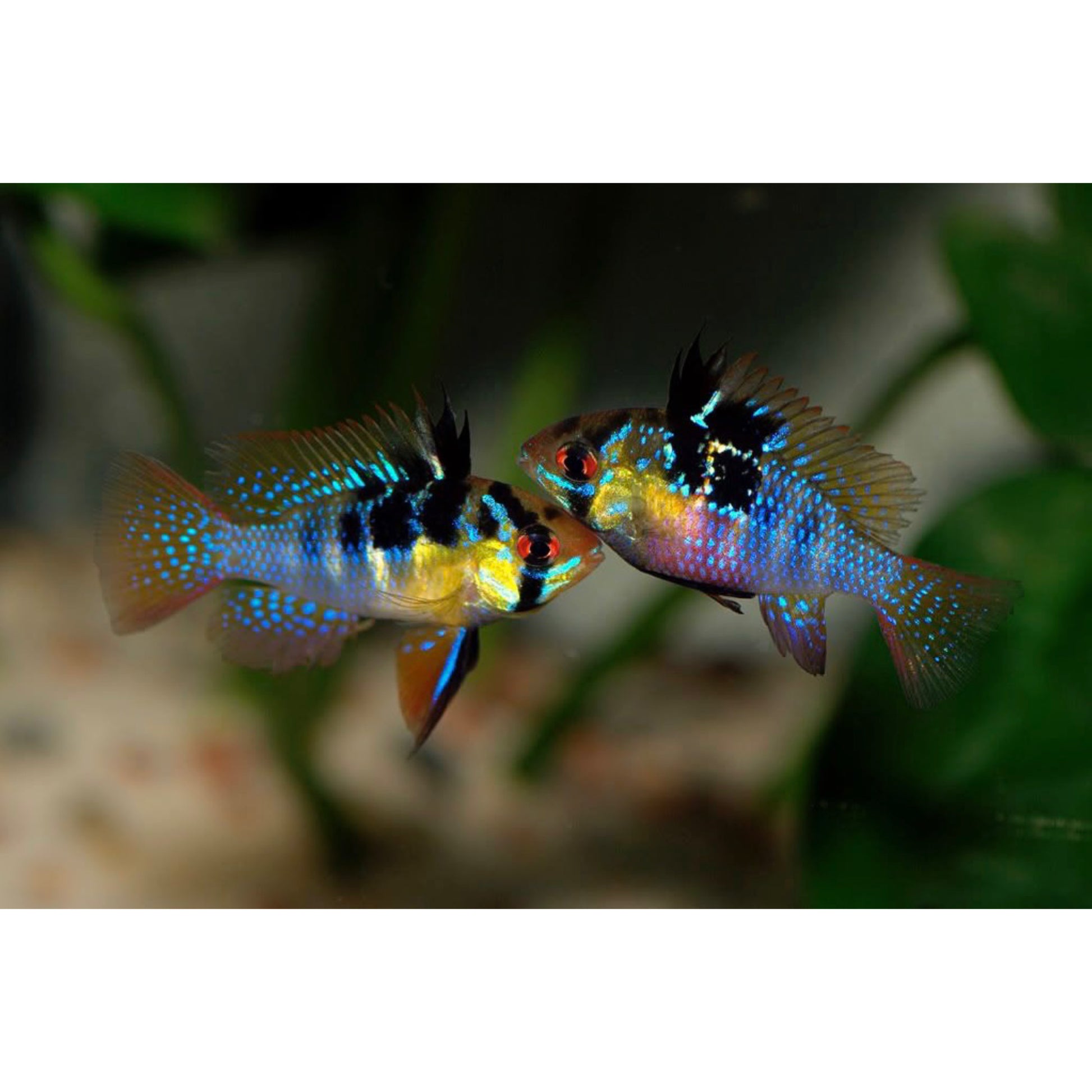 Mikrogeophagus ramirezi: Pesce d'Acqua Dolce | Animal Instinct Roma