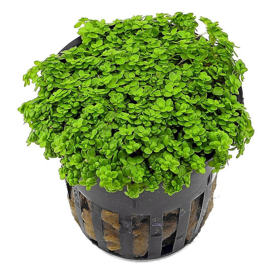 Hemianthus Callitrichoides Cuba