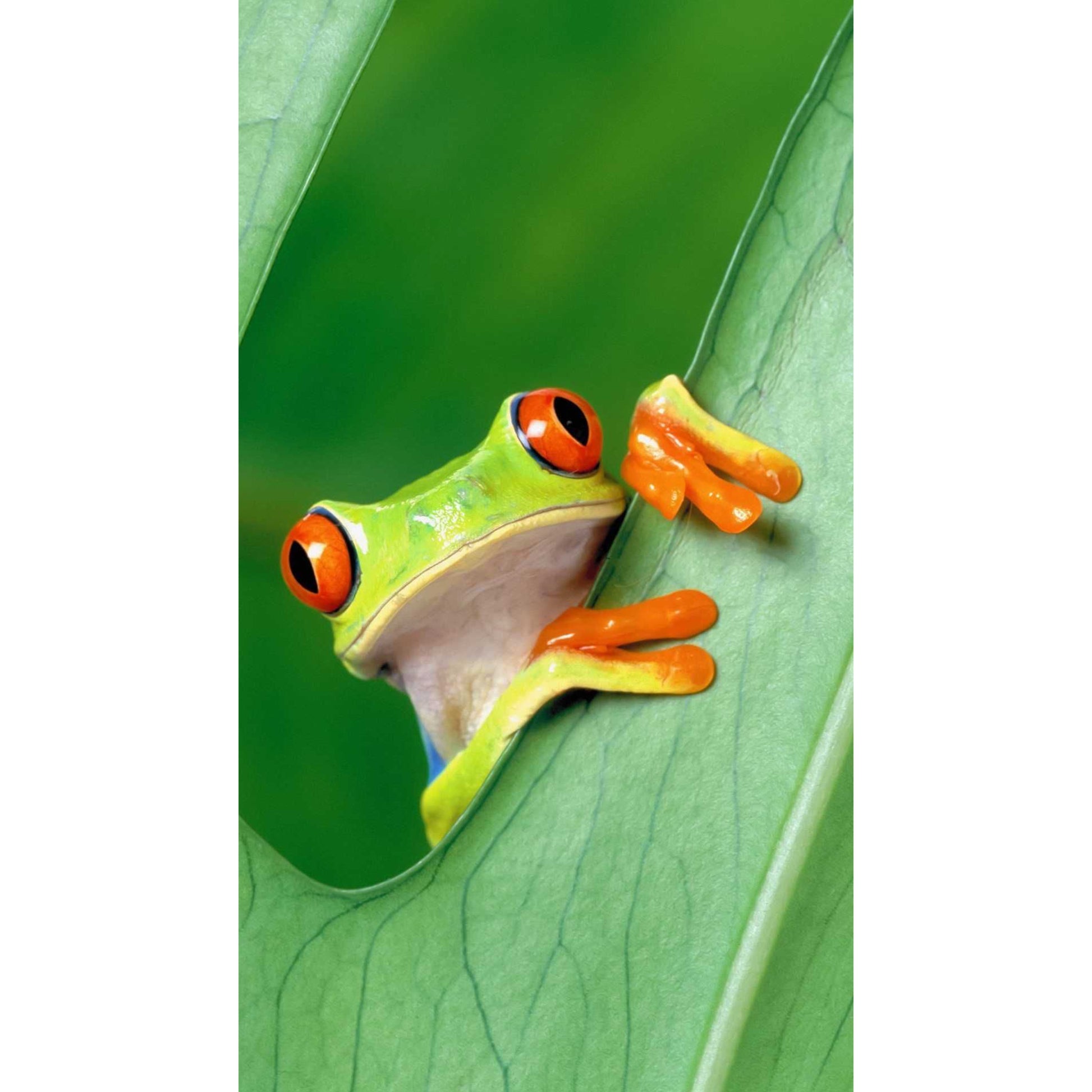 Raganella dagli Occhi Rossi (Agalychnis callidryas) - Guida per l'Allevamento | Animal Instinct