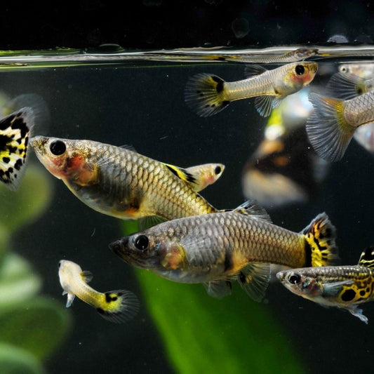 Poecilia reticulata (Guppy) femmine mix