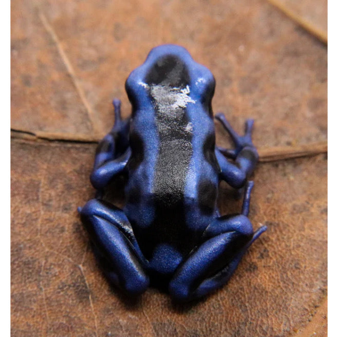 Dendrobates Auratus Superblue in Vendita - Animal Instinct