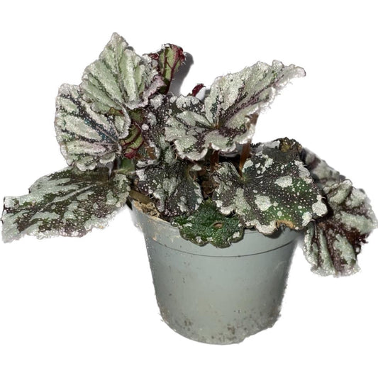 Begonia Phenogramma