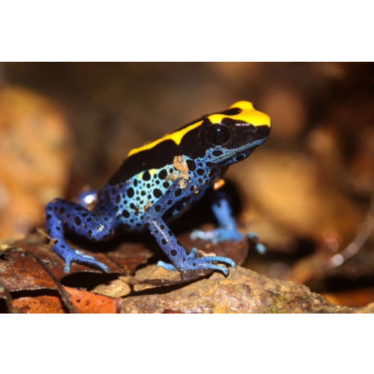 Dendrobates Tinctorius Brazil - Rana Freccia Esotica in Vendita