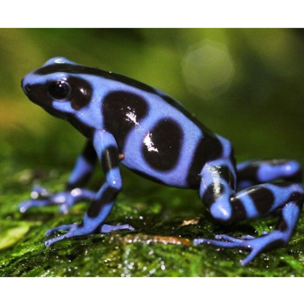 Dendrobates Auratus Superblue in Vendita - Animal Instinct