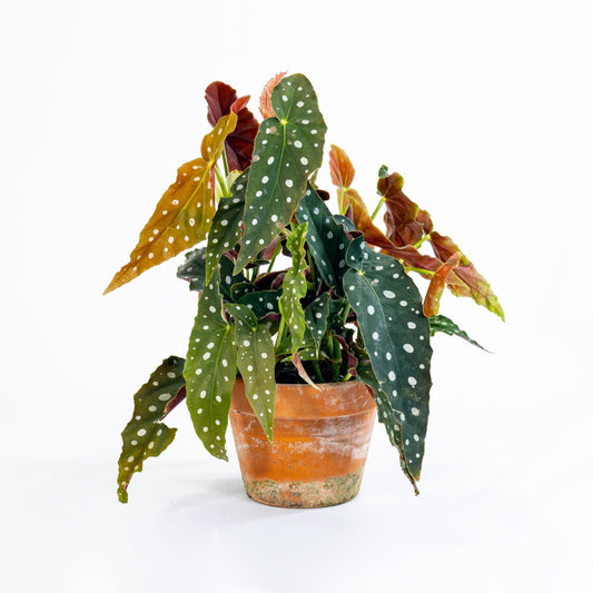 Begonia Maculata