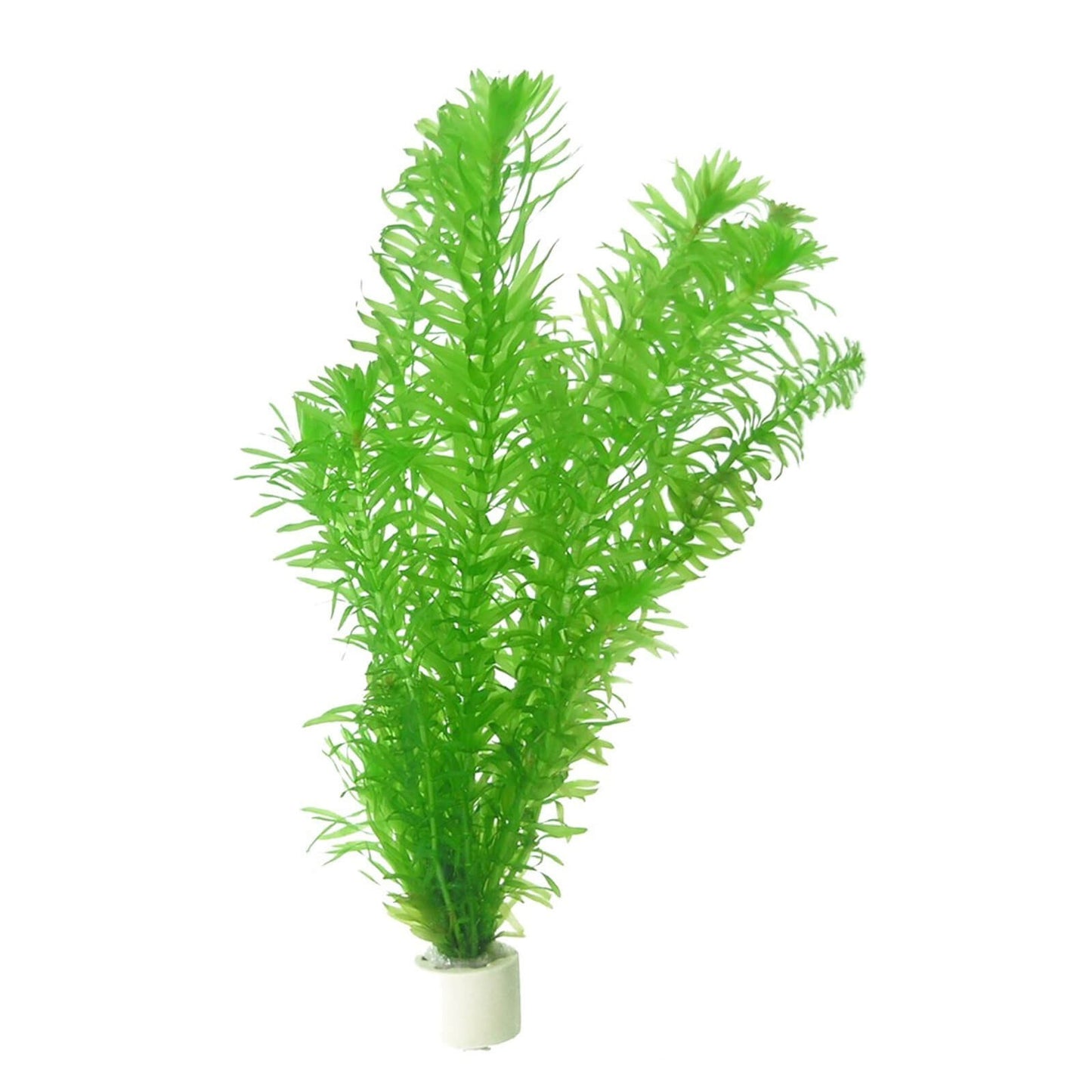 Egeria densa Elodea