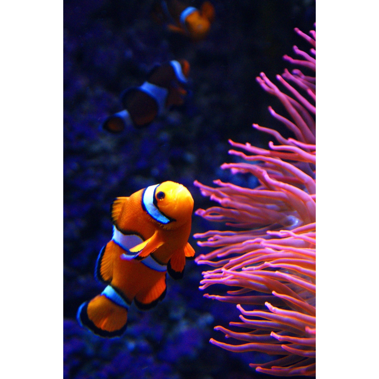 Amphiprion ocellaris