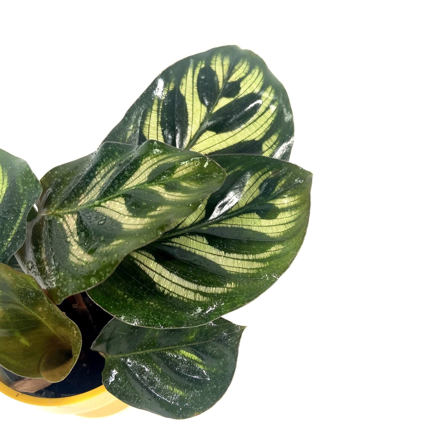 Calathea Makoyana