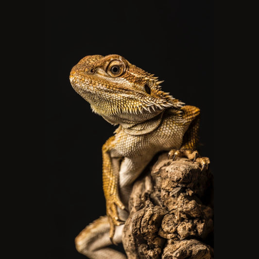 Pogona Vitticeps. Drago Barbuto.