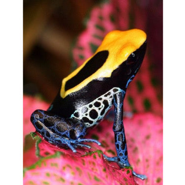 Dendrobates Tinctorius Brazil - Rana Freccia Esotica in Vendita