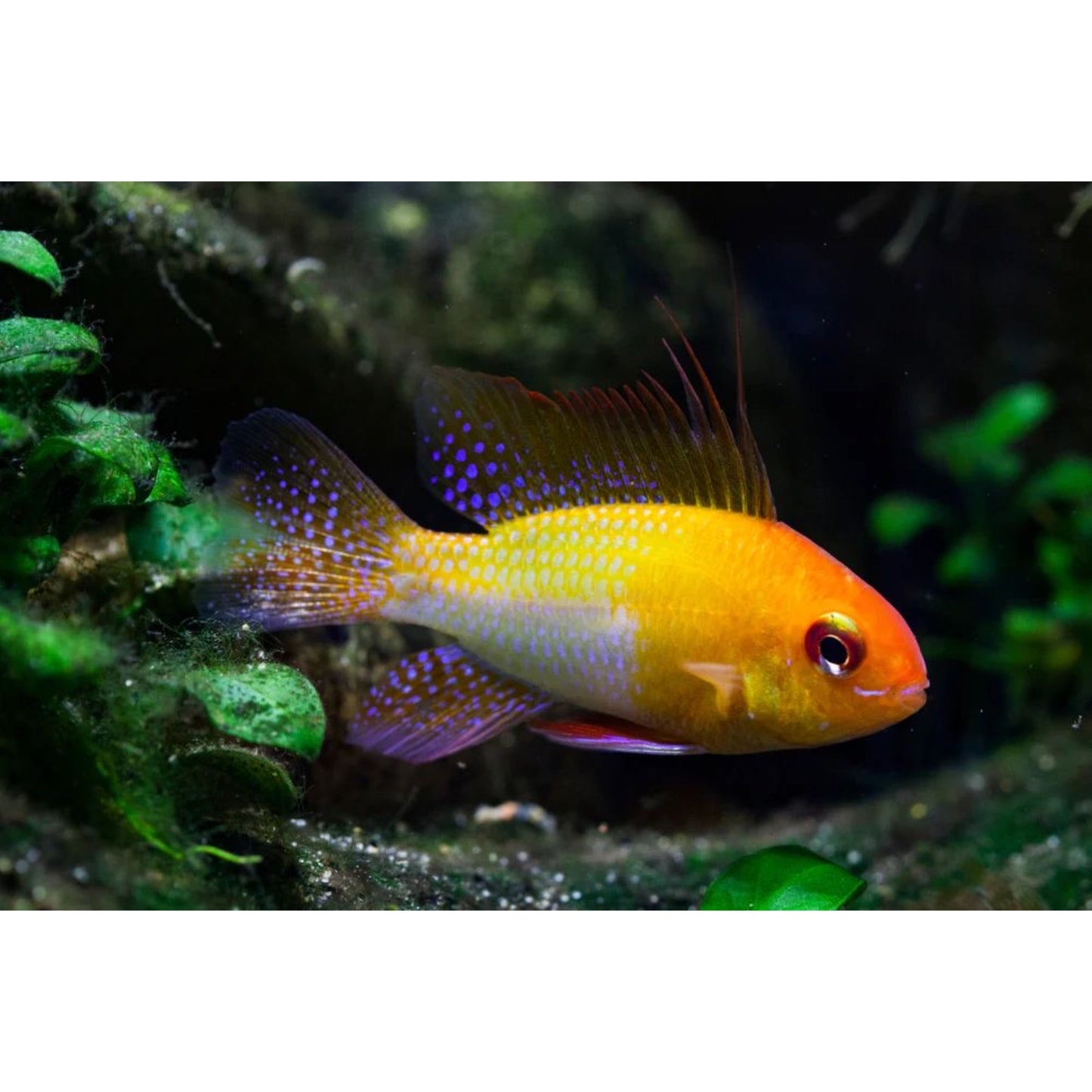 Scopri Mikrogeophagus Ramirezi Gold da Animal Instinct Roma