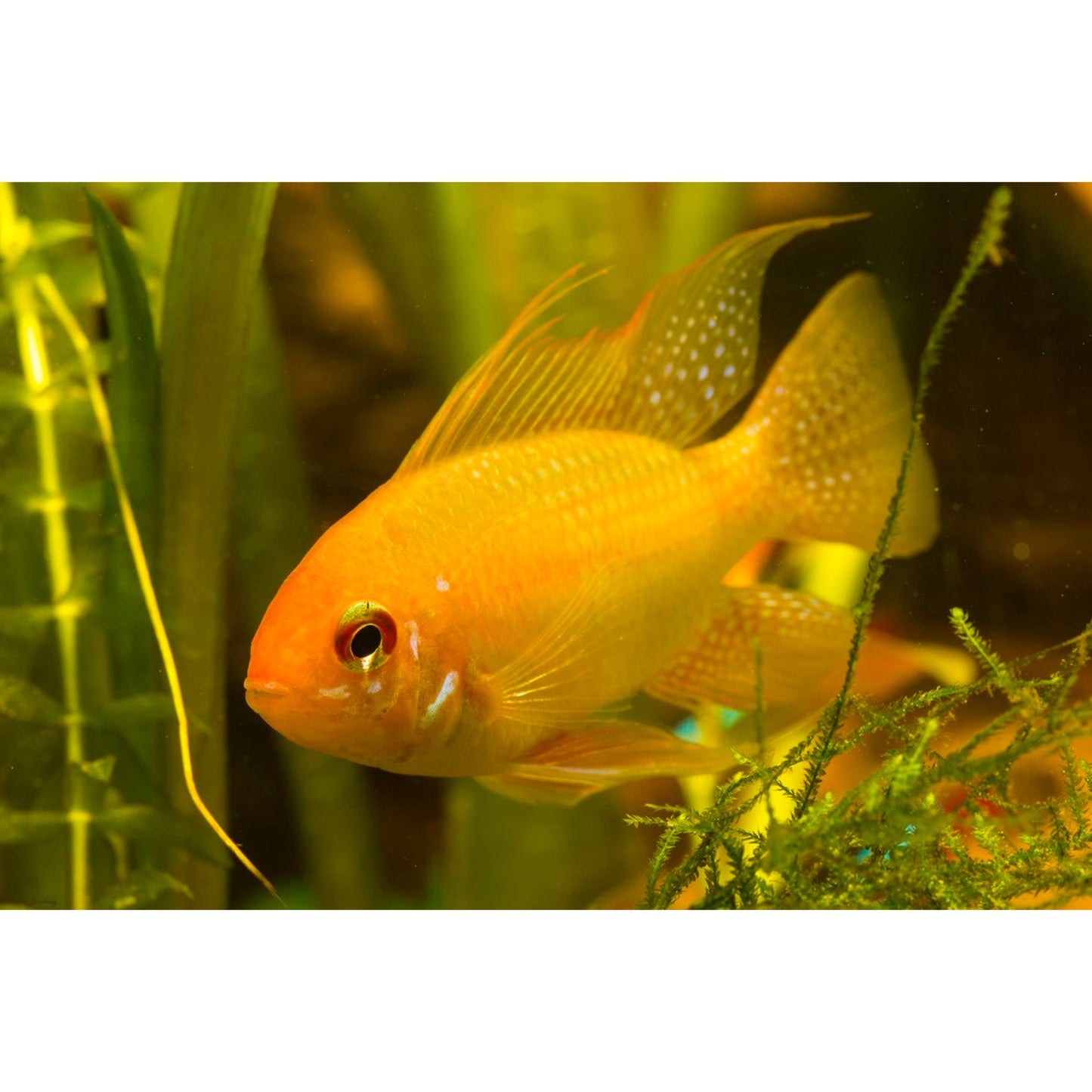 Mikrogeophagus Ramirezi Gold da Animal Instinct Roma