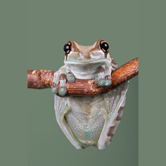 Trachycephalus resinifictrix: Guida alla Cur​a e All​evamento della Milk Frog | Animal Instinct