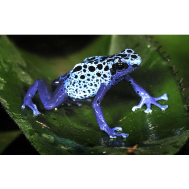 Dendrobates Tinctorius Sipaliwini in Vendita - Animal Instinct