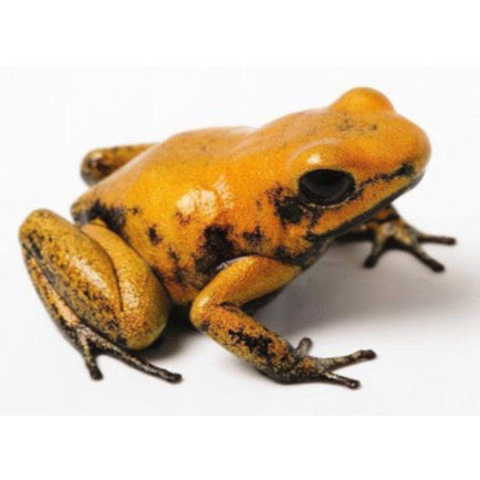 Phyllobates Terribilis 'Yellow' - La Rana Dorata più Velenosa del Mondo | Animal Instinct