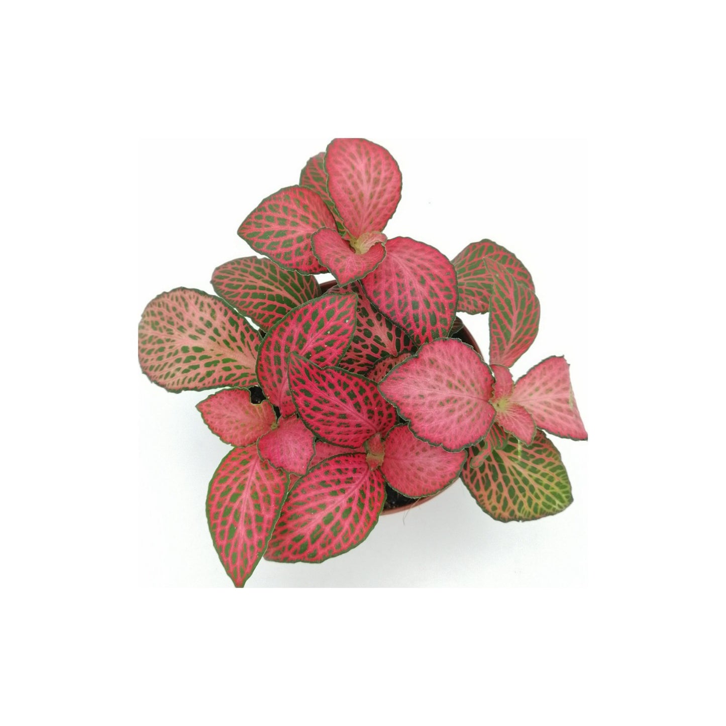 Fittonia Red