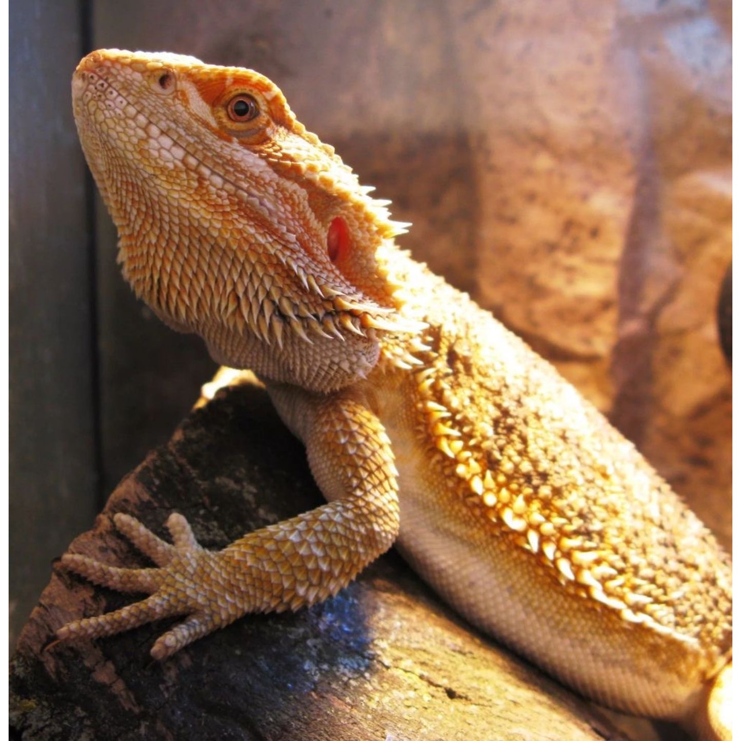 Pogona Vitticeps. Drago Barbuto.