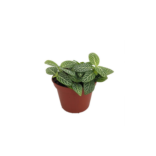 Fittonia white