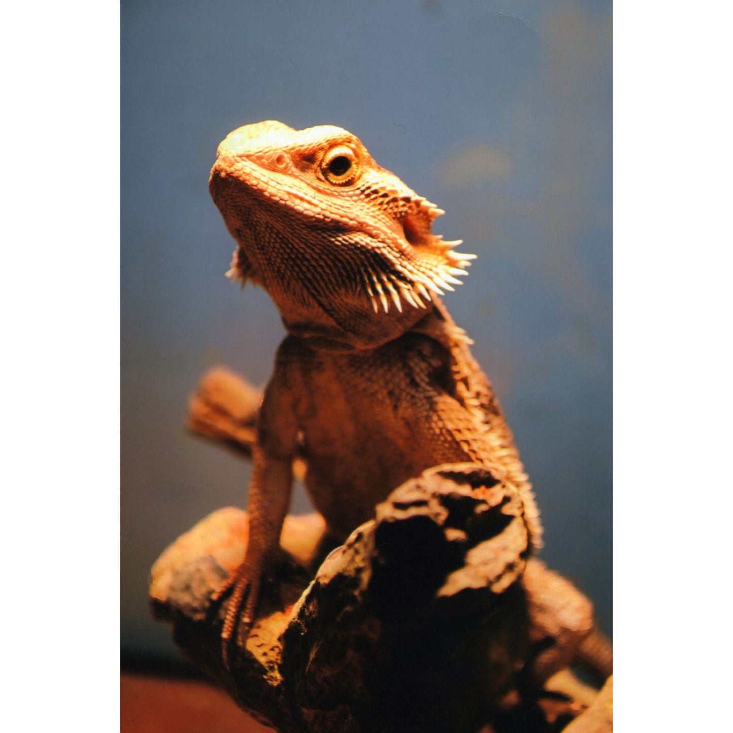 Pogona Vitticeps. Drago Barbuto.