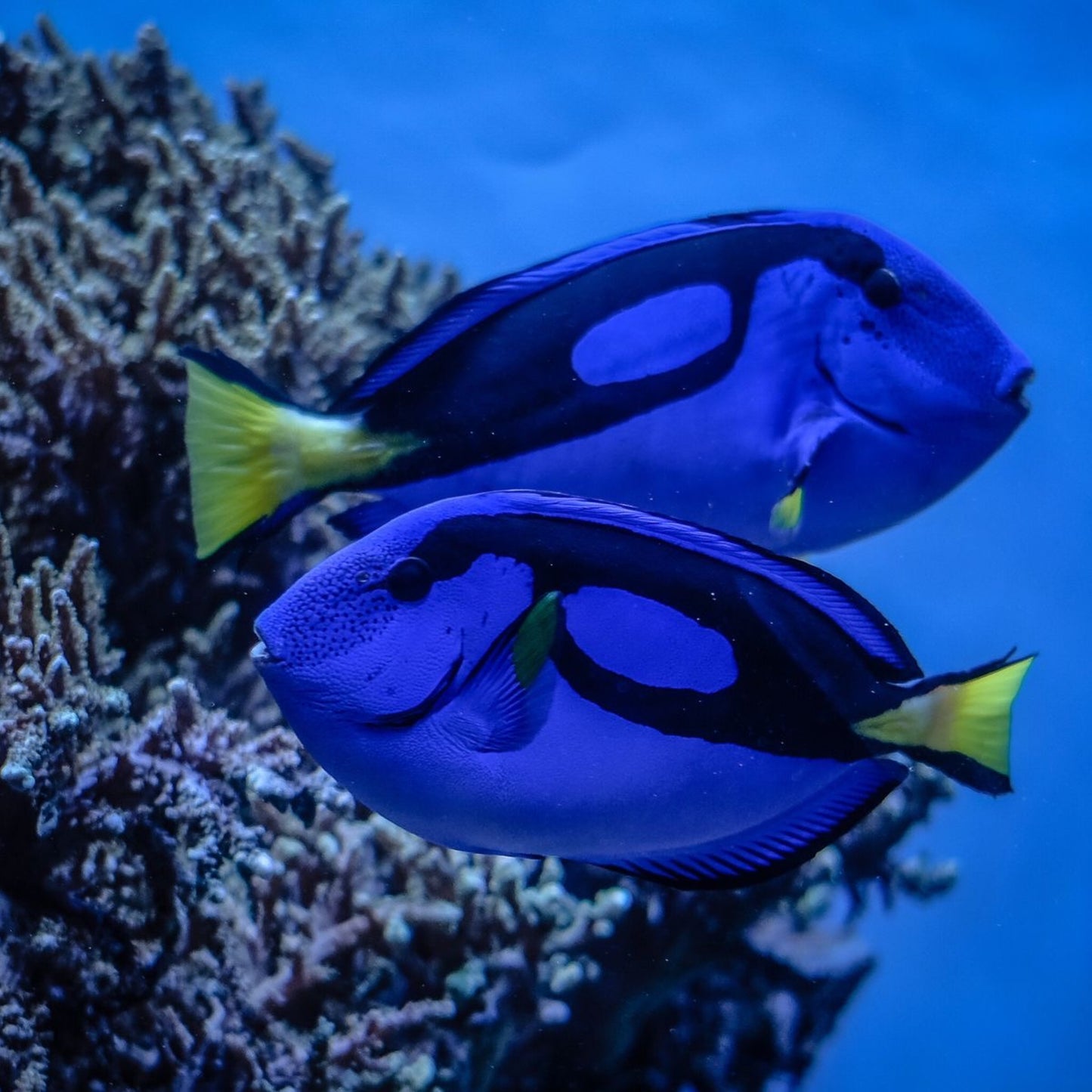 Paracanthurus hepatus