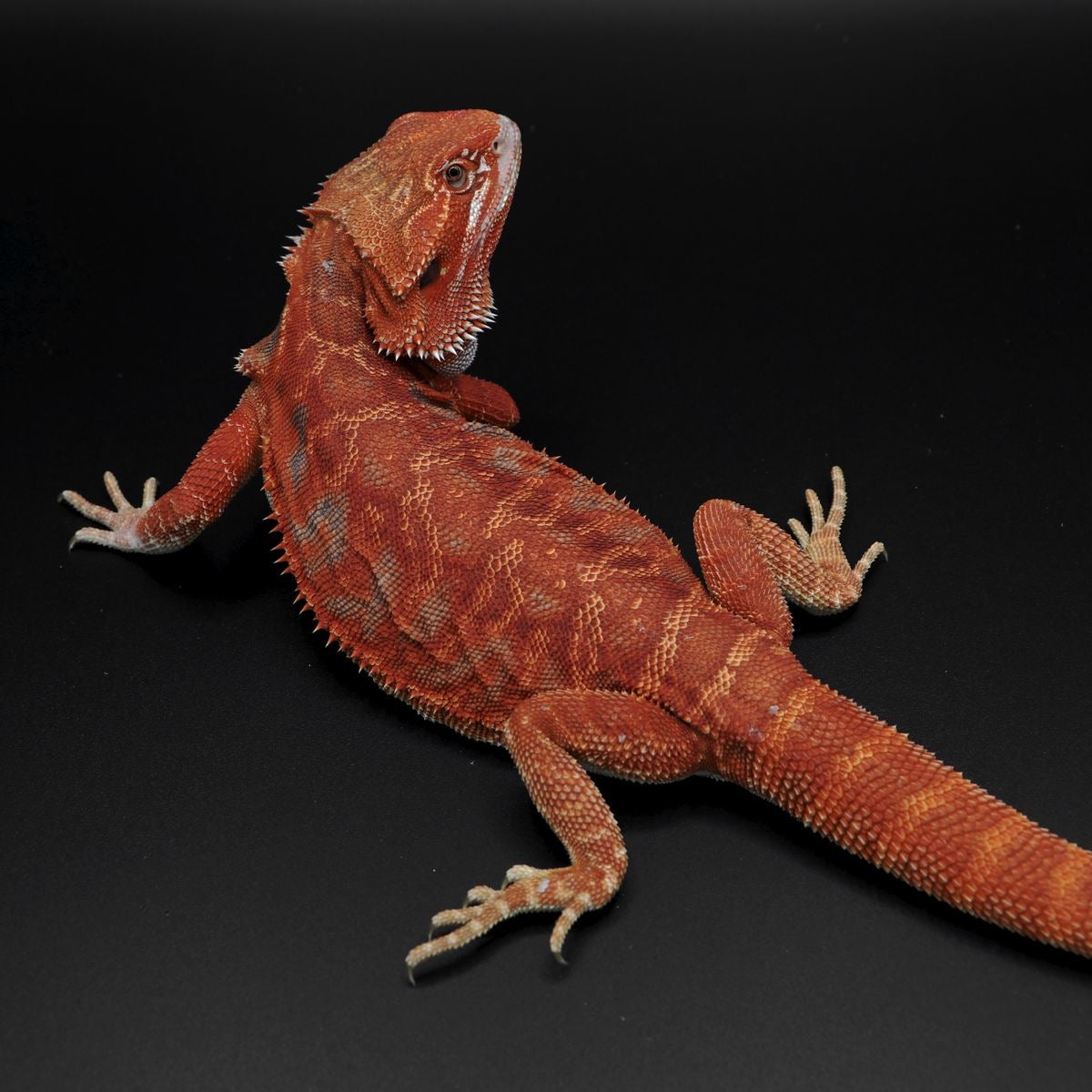 Pogona Vitticeps. Drago Barbuto.