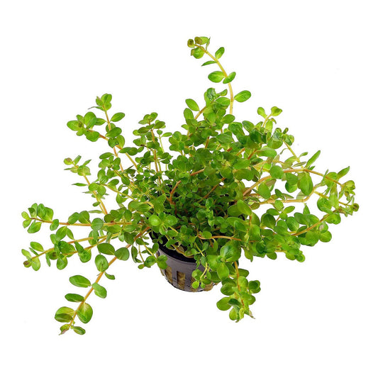 Rotala Rotundifolia