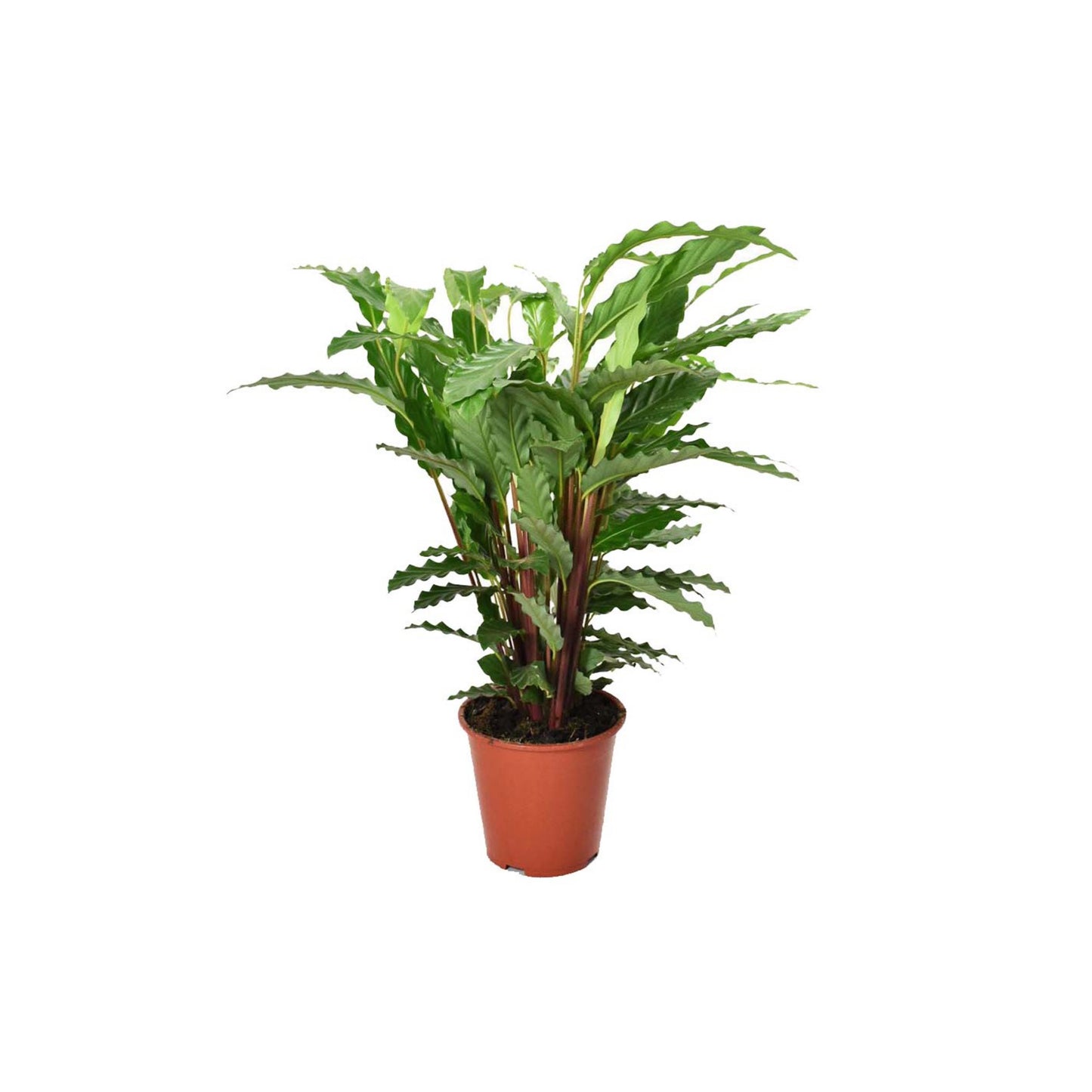 Calathea Rufibarba