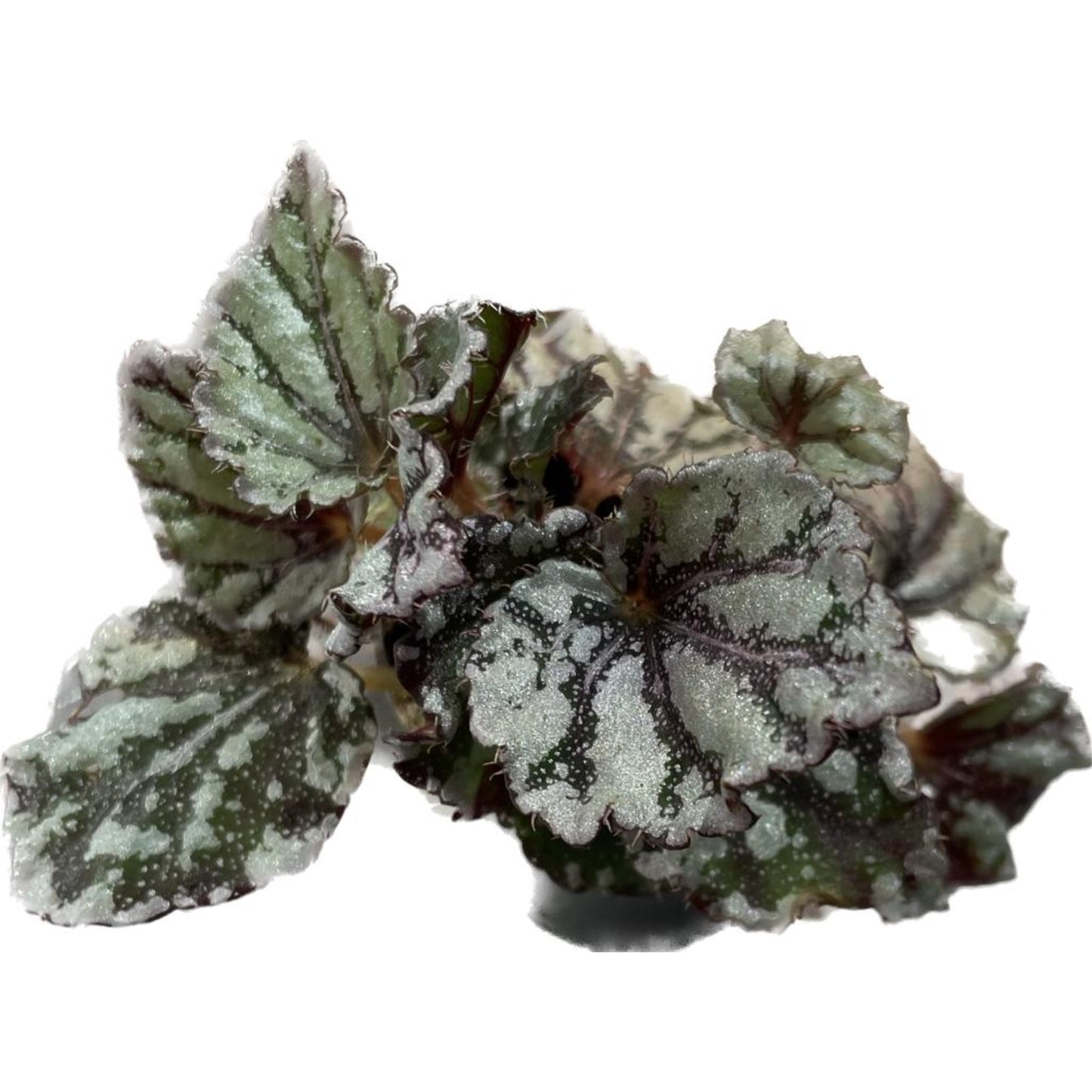 Begonia Phenogramma