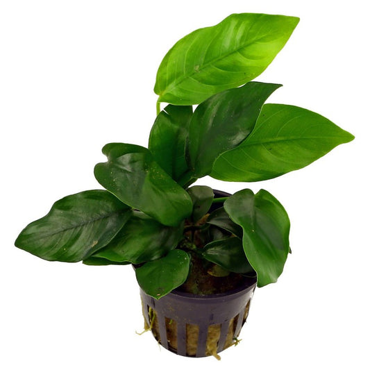 Anubias Barteri Nana mini