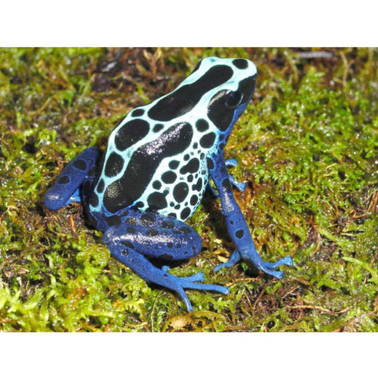 Dendrobates Tinctorius Sipaliwini in Vendita - Animal Instinct