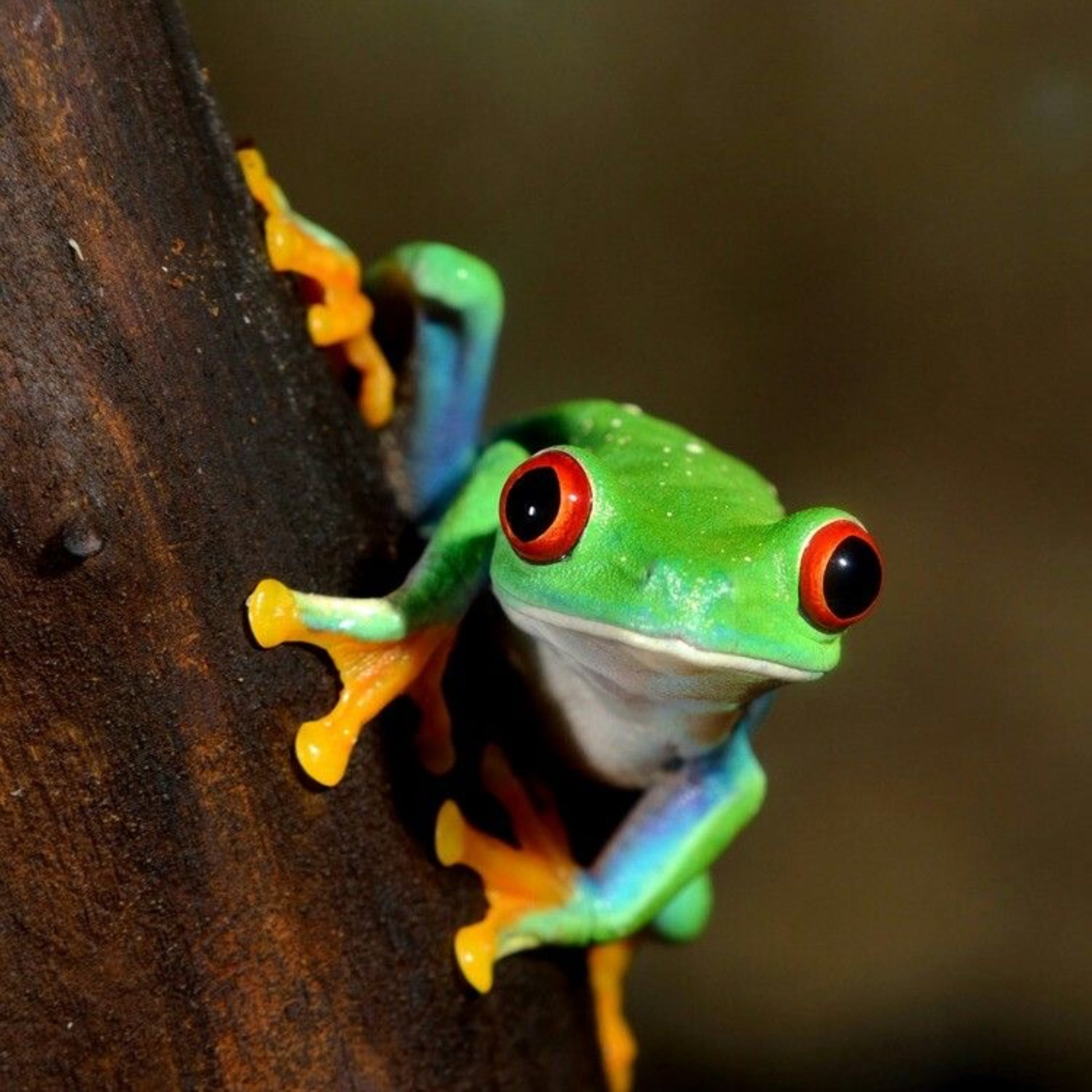 Raganella dagli Occhi Rossi (Agalychnis callidryas) - Guida per l'Allevamento | Animal Instinct