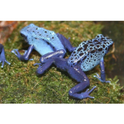 Dendrobates Tinctorius Sipaliwini in Vendita - Animal Instinct