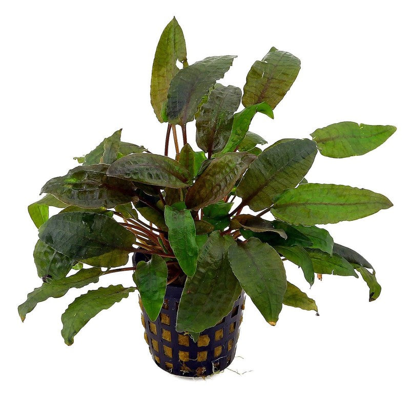 Cryptocoryne Beckettii