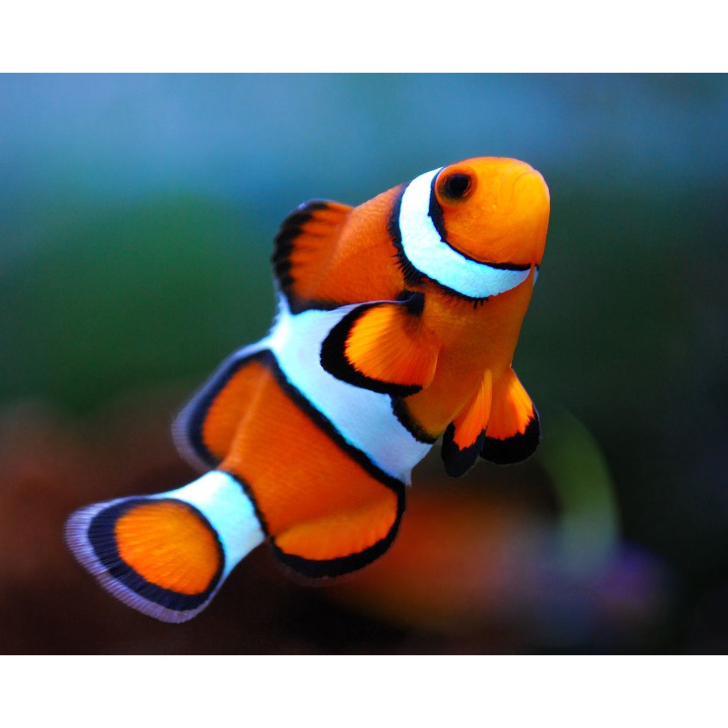 Amphiprion ocellaris