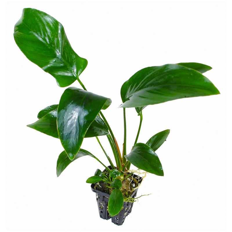 Anubias Hastifolia