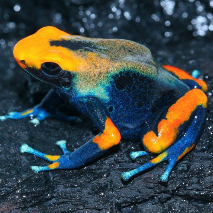 Dendrobates Tumucumaque in Vendita - Animal Instinct